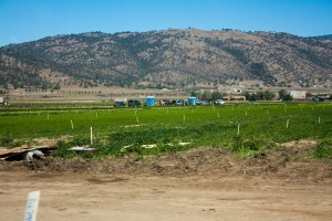 Migrant workers in the fields, Tehachapi, CA, 2015